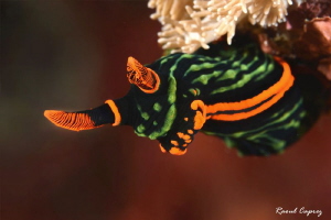 Cliffhanger Nudi by Raoul Caprez 